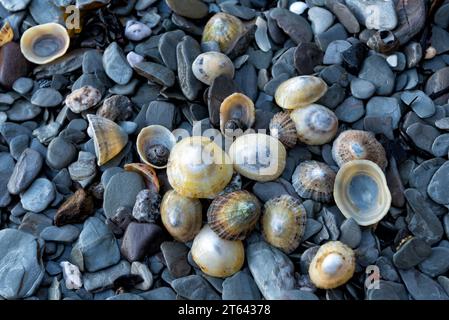 Conchiglie di limpet e periwinkles sulla spiaggia di ciottoli Foto Stock