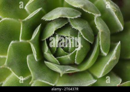 vista ravvicinata della pianta succulenta houseleek verde nel giardino Foto Stock