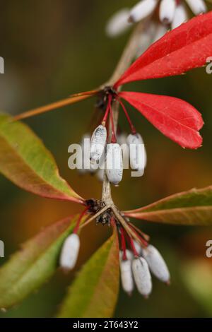 Un macro di Berberis julianae autunnale, il bacca verde o il bacca cinese nel giardino Foto Stock