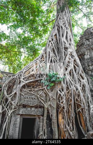 Ricoperte di radici intrecciate dello strangolatore ficus, le rovine del tempio di Ta Prohm (il tempio di Angelina Jolie). Angkor Thom. Cambogia. Foto Stock