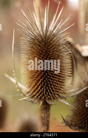 Un primo piano di Teasel Dipsacus fullonum nel giardino d'autunno Foto Stock