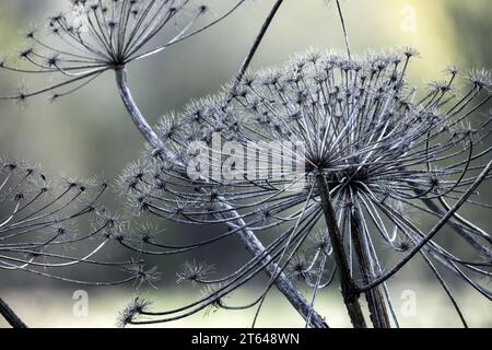 Foto macro di fiori secchi congelati con messa a fuoco morbida selettiva. Aegopodium podagraria Foto Stock