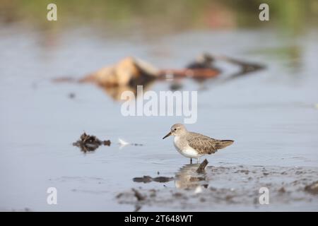 Lo stint di Temminck (Calidris temminckii) è un piccolo wader. Questa foto è stata scattata in Giappone. Foto Stock