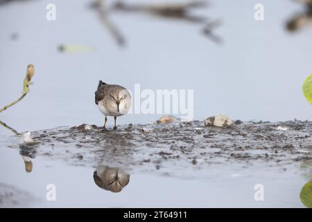 Lo stint di Temminck (Calidris temminckii) è un piccolo wader. Questa foto è stata scattata in Giappone. Foto Stock