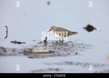 Lo stint di Temminck (Calidris temminckii) è un piccolo wader. Questa foto è stata scattata in Giappone. Foto Stock