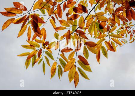 Le foglie colorate in giallo, arancio, rosso del castagno dolce contro il cielo chiaro in autunno, poco prima che le foglie cadano dagli alberi Foto Stock