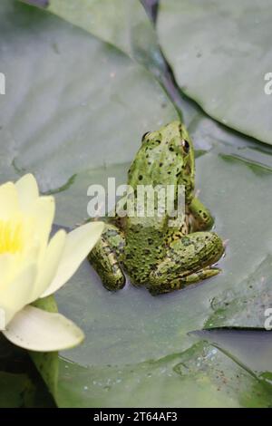 La rana commestibile in un'oasi di giardino a Marrakech Foto Stock