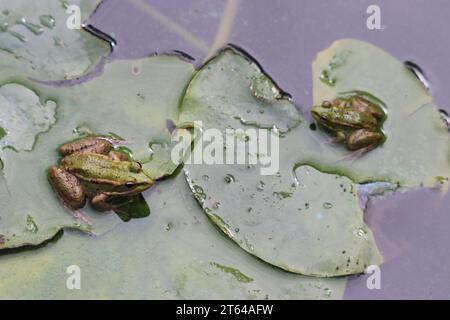 La rana commestibile in un'oasi di giardino a Marrakech Foto Stock