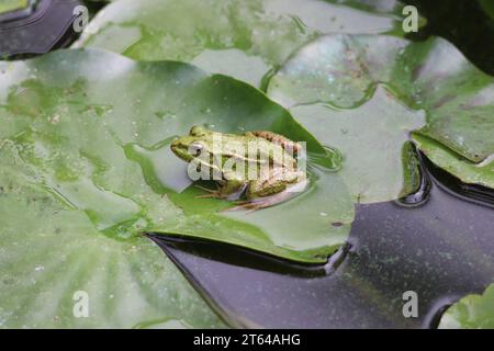 La rana commestibile in un'oasi di giardino a Marrakech Foto Stock