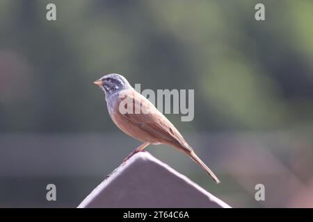 Casa Bunting in marocco Foto Stock