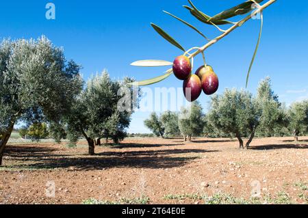 Olivos con aceituna madurando en invierno en olivar español Foto Stock