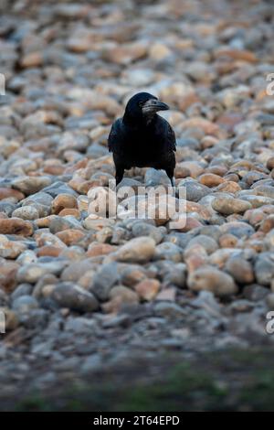 Rook, Corvus frugilegus, in cerca di cibo in una spiaggia di ciottoli. Una giornata al WWT Slimbridge. Foto Stock