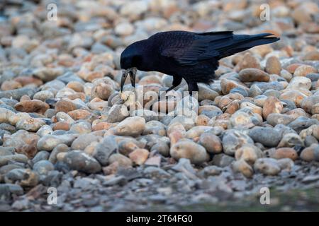 Rook, Corvus frugilegus, in cerca di cibo in una spiaggia di ciottoli. Una giornata al WWT Slimbridge. Foto Stock