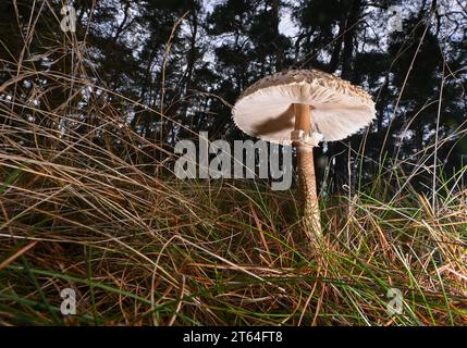 PRODUZIONE - 8 novembre 2023, Brandeburgo, Lübben: Un comune fungo ombrello gigante (Macrolepiota procera), noto anche come parassolo o fungo ombrello gigante, cresce ai margini di una foresta nel Brandeburgo orientale. Il fungo gigante è commestibile ed è considerato un buon fungo commestibile. Foto: Patrick Pleul/dpa Foto Stock