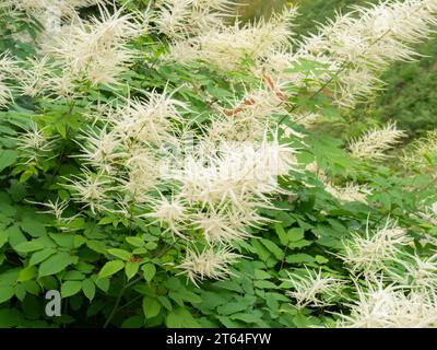 Aruncus dioicus, barba di capra, barba di buck o piume da sposa Foto Stock