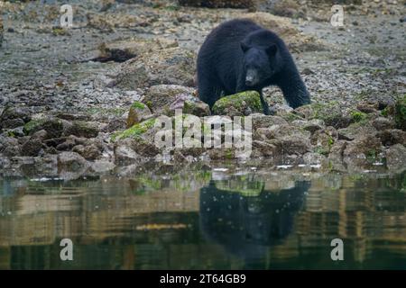 Grande orso nero maschio (Ursus americanus) che si allontana lungo la linea della bassa marea nell'arcipelago di Broughton, territorio delle prime Nazioni, territorio tradizionale Foto Stock