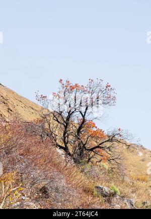 albicocca selvatica solitaria in tardo autunno su un pendio di montagna Foto Stock