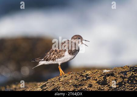 ruddy Turnstone, (Arenaria interpres), in piumaggio non riproduttivo, con becco aperto cinguettio, in piedi su roccia vulcanica, Tenerife, isole Canarie Foto Stock