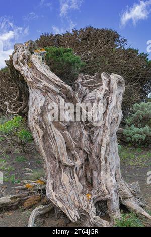 Ginepro fenico (Juniperus phoenicea canariensis), con cielo blu e sfondo nuvoloso, paesaggio vulcanico El Sabinar, isola El Hierro Foto Stock