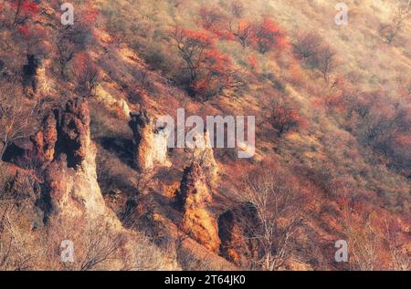 Albicocche selvatiche, fine autunno su una montagna nella gola di Turgen in Kazakistan vicino alla città di Almaty Foto Stock