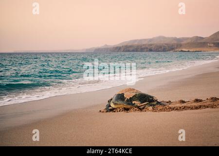 Un'enorme tartaruga verde torna all'oceano dopo aver deposto le uova sulla spiaggia. Unico luogo di schiusa a Ras al Jinz, Sultanato dell'Oman. Foto Stock