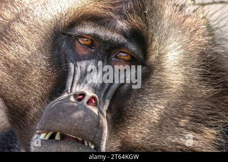 Primo piano di una scimmia Gelada maschio (Theropithecus gelada) nelle montagne Simien, Etiopia Foto Stock