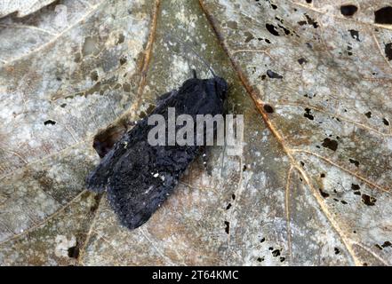 Falena rustica nera (Aporophyla nigra) adulto a riposo sulla foglia morta Eccles-on-Sea, Norfolk, Regno Unito. Septembeer Foto Stock