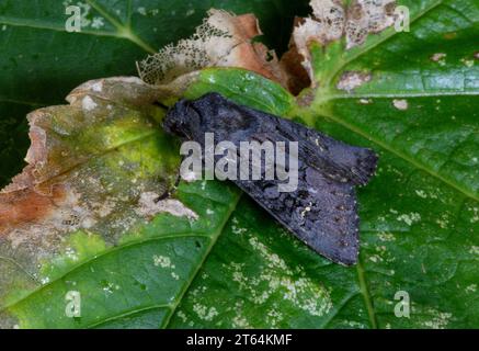 Falena rustica nera (Aporophyla nigra) adulto a riposo su foglia Eccles-on-Sea, Norfolk, Regno Unito. Octoiber Foto Stock