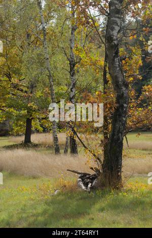 Riserva naturale dei monti Waldenburg, Entlesboden, Hutewald, Birkenwaeldchen, Waldenburg, ottobre d'oro, natura della foresta sveva-franconia Foto Stock