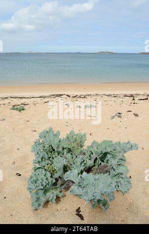 Vero cavolo marino (Crambe maritima) o cavolo marino costiero su una spiaggia sabbiosa, Bretagna, Francia Foto Stock