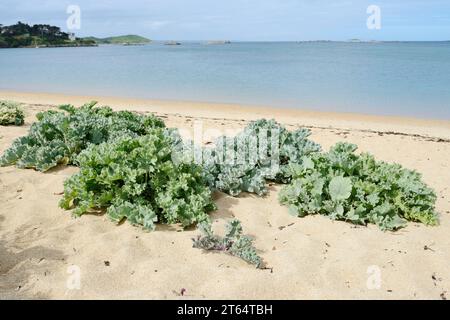 Vero cavolo marino (Crambe maritima) o cavolo marino costiero su una spiaggia sabbiosa, Bretagna, Francia Foto Stock