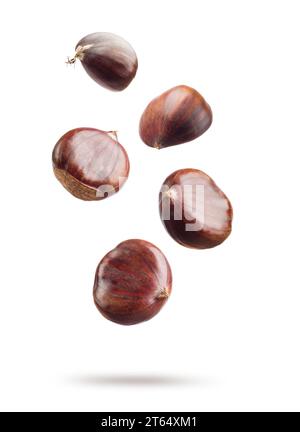 Castagne cadenti isolate su sfondo bianco. Foto Stock