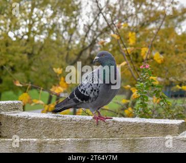 Un piccione selvatico in piedi su un muro di pietra in un parco. Foto Stock