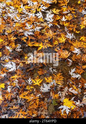 Le foglie d'acero d'argento (Acer saccharinum) coprono la superficie dell'acqua in una sezione ancora arretrata del Sawmill Creek presso la Waterfall Glen Forest Preserve Foto Stock