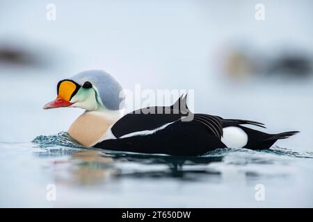 King eider (Somateria spectabilis), noto anche come King Eider, ritratto maschile, Batsfjord, Batsfjord, Penisola di Varanger, Finnmark, Norvegia settentrionale Foto Stock