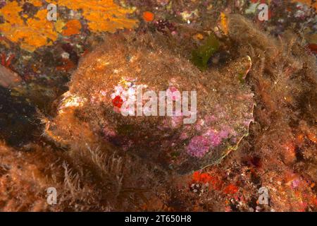 Corno di Tritone (Charonia lampas lampas) nel Mar Mediterraneo vicino a Hyeres. Sito di immersione Giens Peninsula, Cote dAzur, Francia Foto Stock