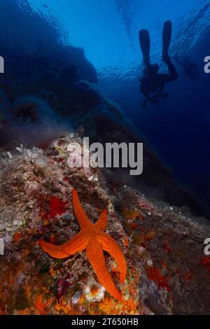 Stelle marine di colore arancio (Hacelia attenuata) nel Mediterraneo vicino a Hyeres, tuffati sullo sfondo. Riserva marina di Port Cros, Cote Foto Stock