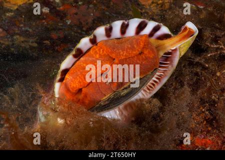 Corno di Tritone (Charonia lampas lampas) nel Mar Mediterraneo vicino a Hyeres. Sito di immersione Giens Peninsula, Cote dAzur, Francia Foto Stock