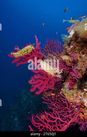 Due esemplari di capsula d'uovo di nursehound (Scyliorhinus stellaris) su frusta di mare violenta (Paramuricea clavata) con polipi aperti nel Foto Stock