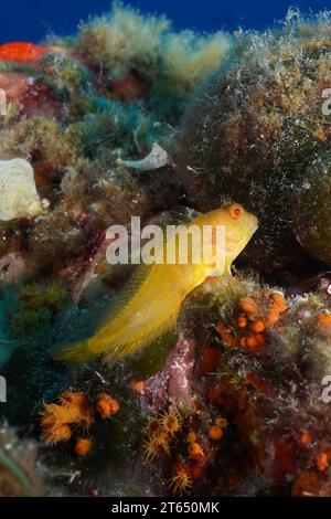 Blenny variabile (Parablennius pilicornis) nel Mar Mediterraneo vicino a Hyeres. Sito di immersione Giens Peninsula, Cote dAzur, Francia Foto Stock