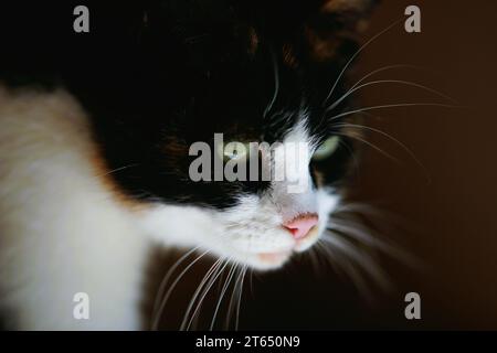 Cute tricolore gatto ritratto closeup, vista laterale. Foto Stock