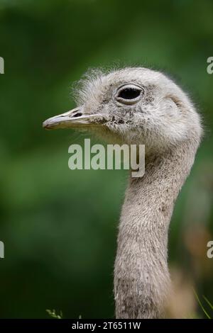 rhea di Darwin (Pterocnemia pennata) o nandu minore, ritratto, Patagonia, Cile Foto Stock