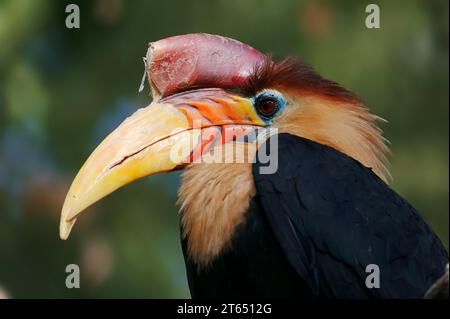 Helmeted Hornbill (Rhyticeros cassidix), maschio, prigioniero, presenza in Asia Foto Stock