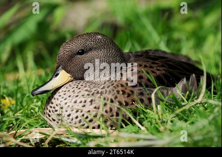 Anatra con testa marrone o ottanio con becco giallo (Anas flavirostris), in cattività, che si verifica in Sud America Foto Stock