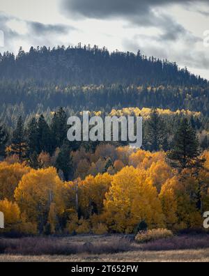 Panorama verticale del picco dei colori autunnali nella Hope Valley in California Foto Stock