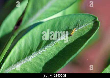 Falena (Cydalima perspectalis). I caterpillar sono appena usciti dall'uovo. Foto Stock