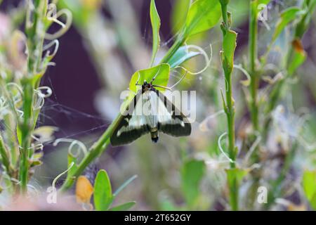 Box Tree Moth (Cydalima perspectalis), falena e bruco su bosso comune (Buxus sempervirens). Specie invasive. Foto Stock