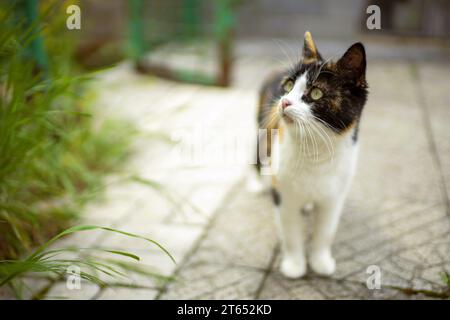 Graziosa passeggiata tricolore per gatti nel cortile sul pavimento in pietra. Maneki neko Kitty. Foto Stock