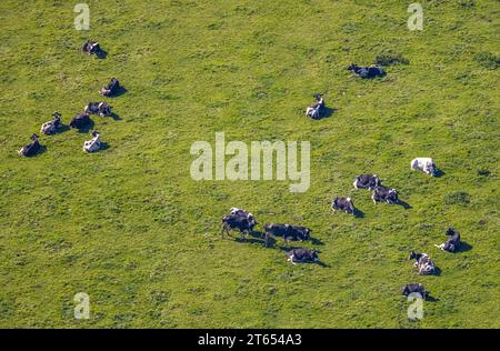 Vista aerea, che riposa mucche su un pascolo, Garbeck, Balve, Sauerland, Renania settentrionale-Vestfalia, Germania, Premio, Europa, foto aerea, fotografia aerea Foto Stock