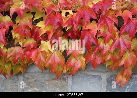 Vista delle splendide foglie autunnali colorate di un Parthenocissus tricuspidata su una parete di pietra grigia della cava Foto Stock